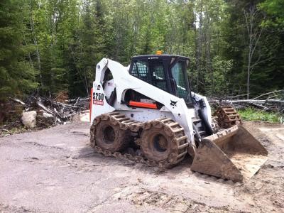 bobcat